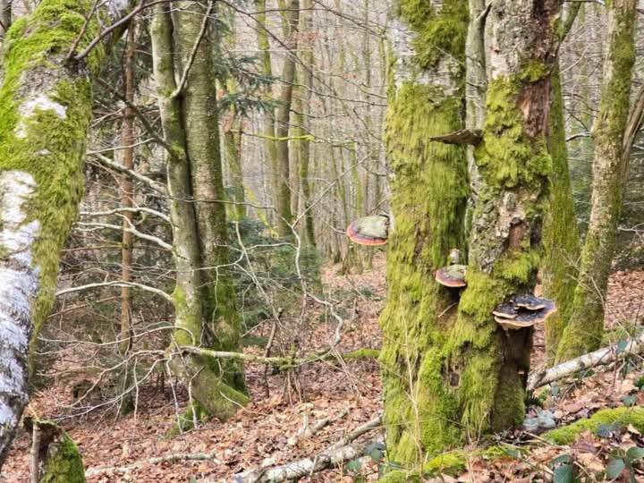 Au Vieux Lavoir Alle Exterior foto